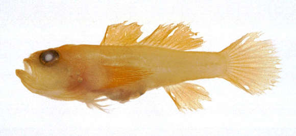 صورة Lubricogobius