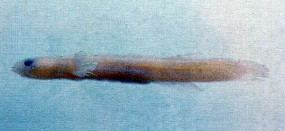 Image of Gobies