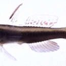 Image of Bigmouth shrimpgoby