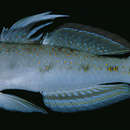 Image of Spinecheek goby