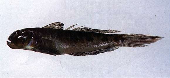 Image de Oxyurichthys