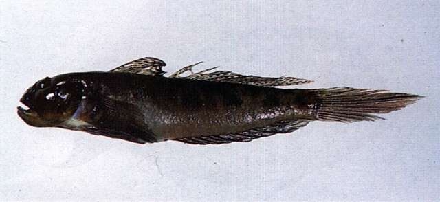 Image of Oxyurichthys