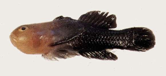 Image of Paragobiodon