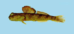 Image of Periophthalmus