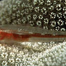 Image of Michel's ghost goby