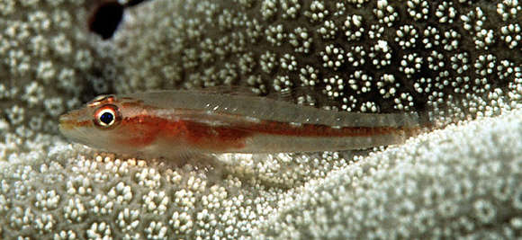 Image of Pleurosicya mossambica