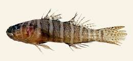 Image of Convict goby