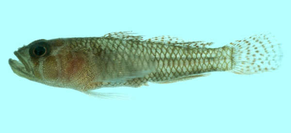 Image of Brick goby