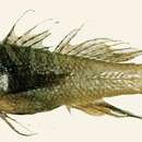 Image of Barrel goby