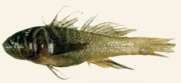 Image of Barrel goby