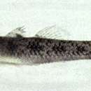 Image of Pseudogobius javanicus (Bleeker 1856)