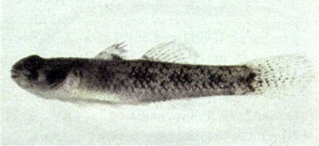 Слика од Pseudogobius