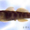 صورة Rhinogobius gigas Aonuma & Chen 1996