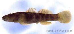 Image of Rhinogobius