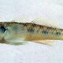 Plancia ëd Rhinogobius giurinus (Rutter 1897)