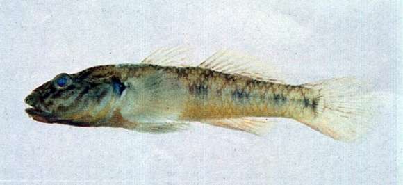 Image of Rhinogobius