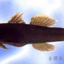 Image of Rhinogobius henchuenensis Chen & Shao 1996