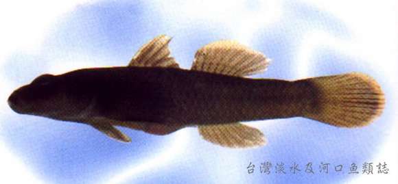 صورة Rhinogobius