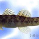 صورة Rhinogobius lanyuensis Chen, Miller & Fang 1998