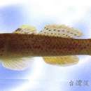 Image of Rhinogobius rubromaculatus Lee & Chang 1996