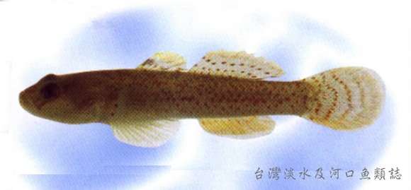 Image of Rhinogobius