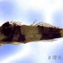 Image of Schismatogobius ampluvinculus Chen, Shao & Fang 1995