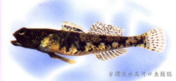 صورة Schismatogobius