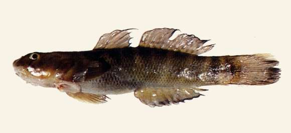 صورة Sicyopterus