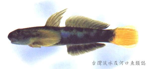 Image of Sicydiinae