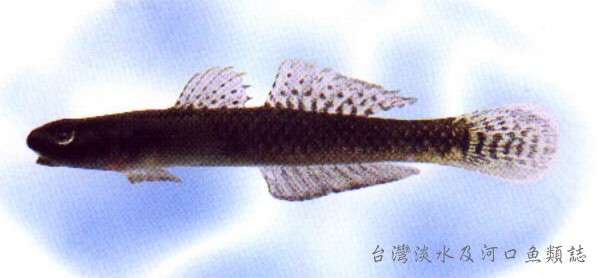 Image of Stiphodon