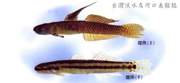 Image of Stiphodon