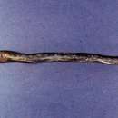 Image of Whiskered Eel Goby
