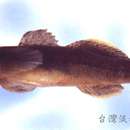 Image of Shimofuri Goby