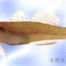Image of Tridentiger nudicervicus Tomiyama 1934