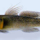 Image of Dusky tripletooth goby