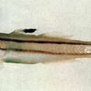 Image of Twostripe goby