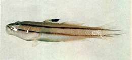 Image of Sleeper Gobies