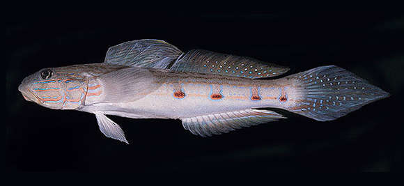 Image of Long-finned goby