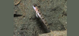 Image of Decorated shrimpgoby