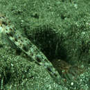 Image of Blue-barred shrimp-goby