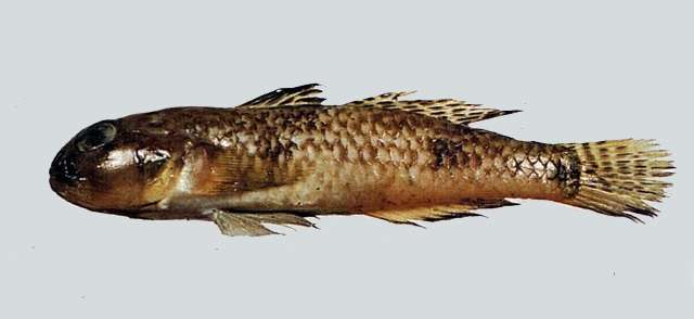 Image of Acentrogobius