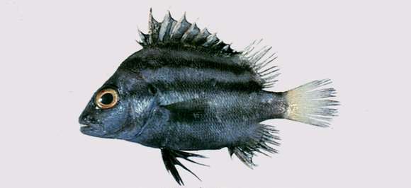 Image of Hapalogenys