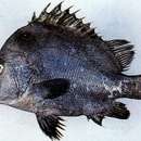 Image of Black fin javelinfish