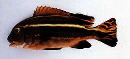 صورة Plectorhinchus albovittatus (Rüppell 1838)