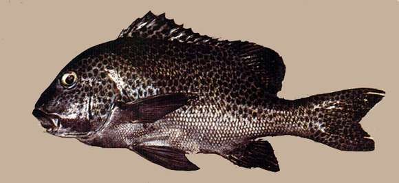 Image of Harlequin sweetlips