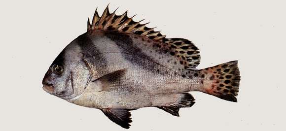 Image of Crescent sweetlips