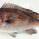 Sivun Plectorhinchus flavomaculatus (Cuvier 1830) kuva