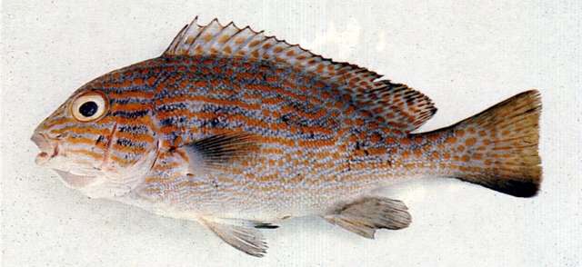 صورة Plectorhinchus flavomaculatus (Cuvier 1830)