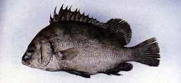 Image of Brown Sweetlips