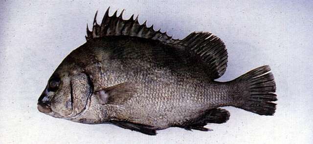 Image of Brown Sweetlips